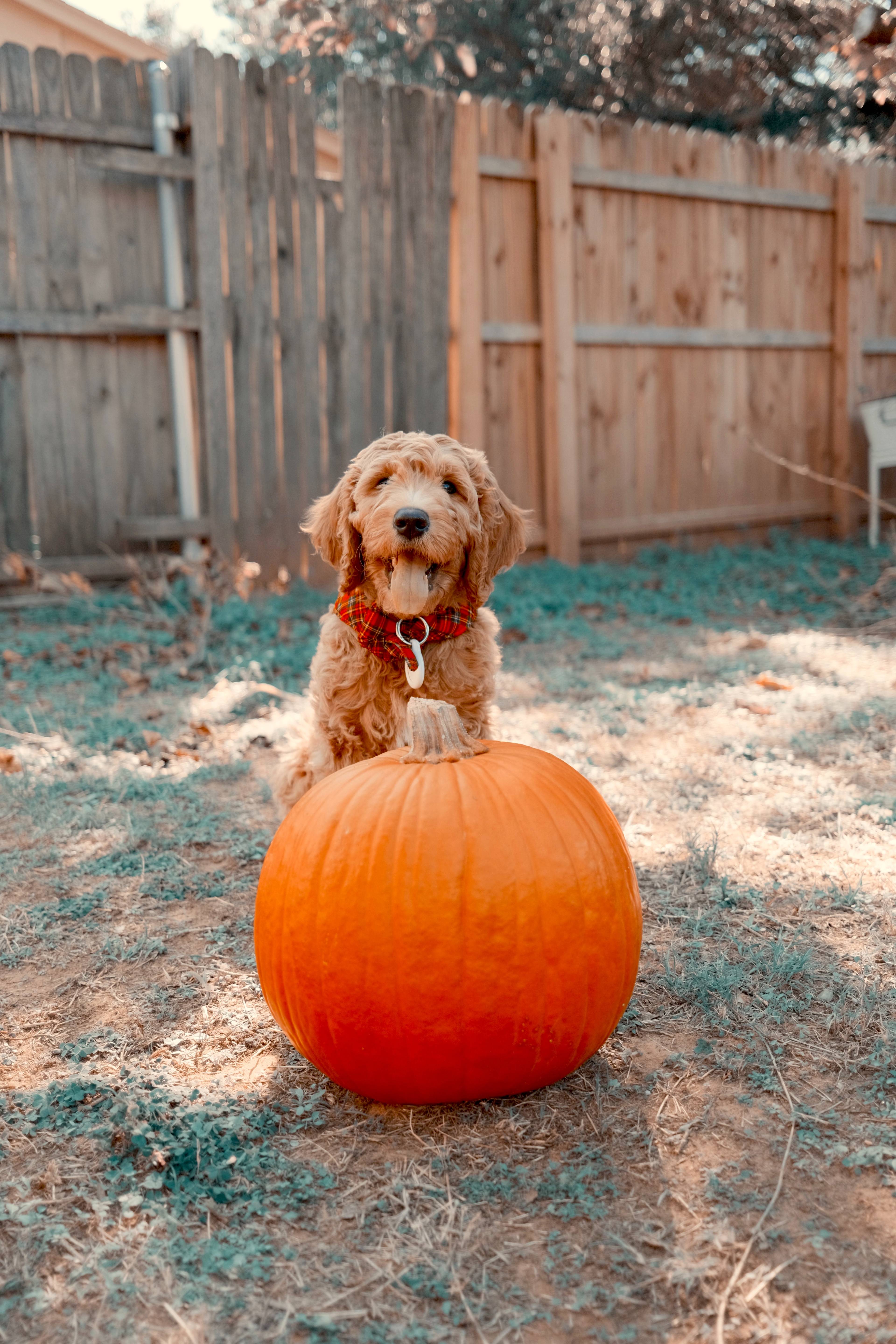 <h2>Dog-friendly Pumpkin Patches in Canada</h2>